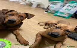 Mixed Breed dogs for sale: Kane  - Advert 4