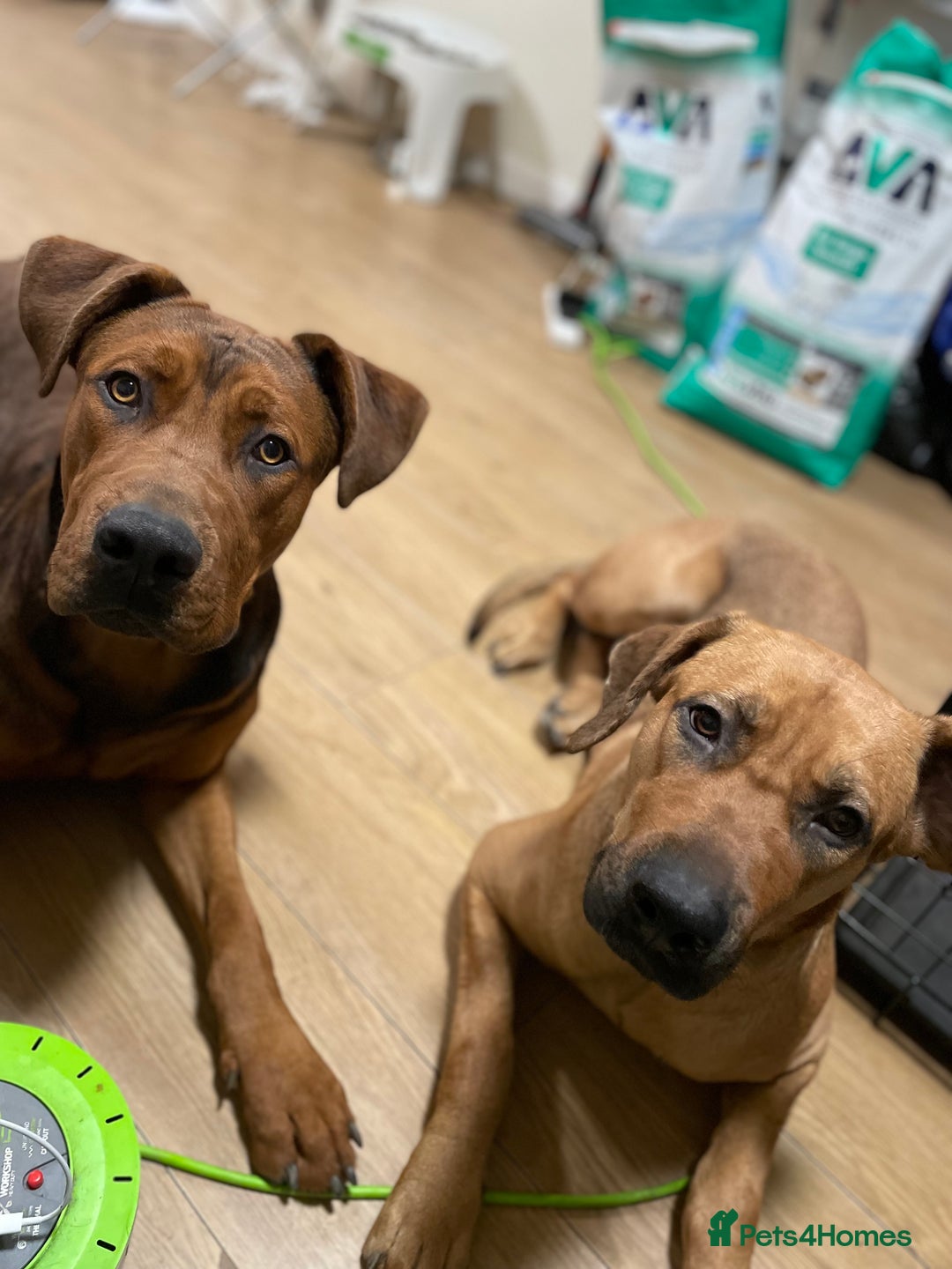 Mixed Breed dogs for sale: Kane  - Advert 4