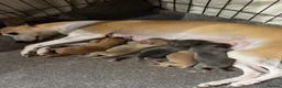 Italian Greyhound dogs for sale: 5 STUNNING WIGGYS - Advert 1