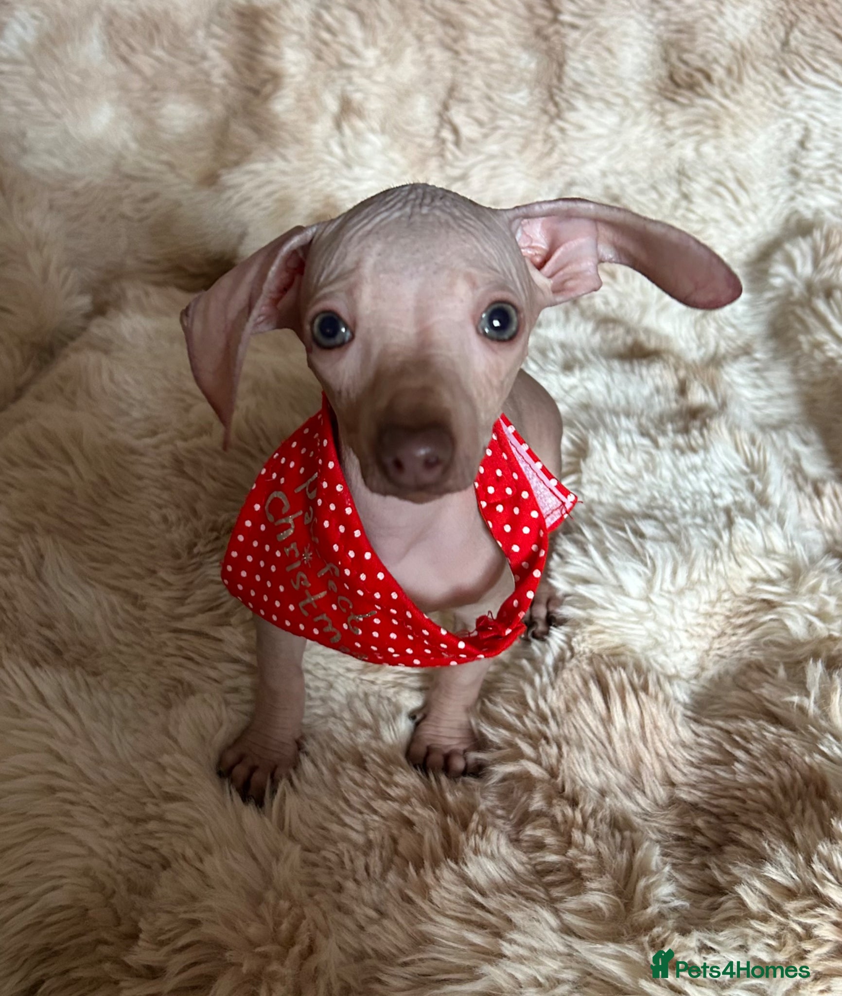 Mixed Breed dogs Hairless chihuahua cross daxi boys - Advert 2