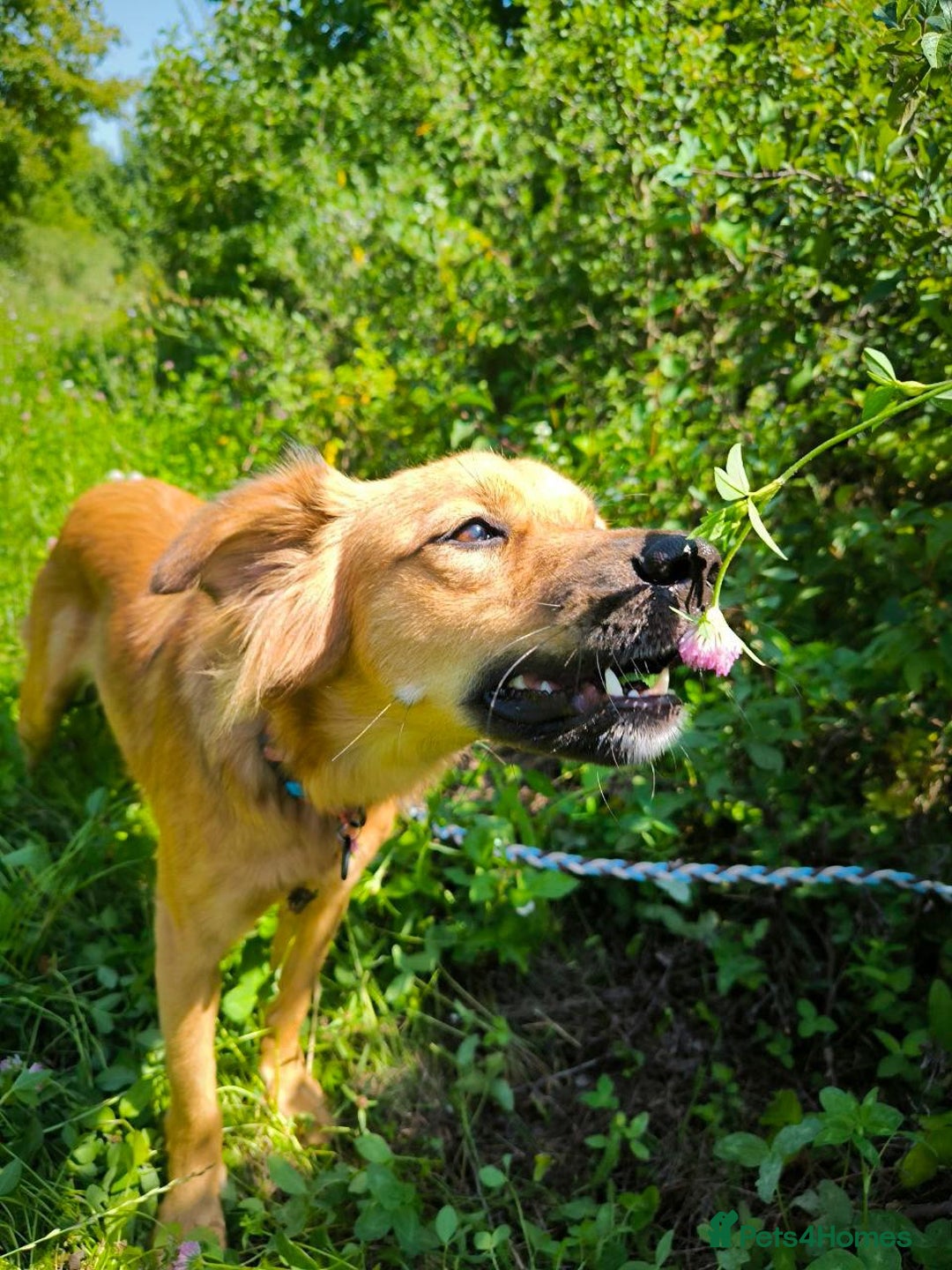 Mixed Breed dogs for adoption: 🐶💖 MIAH 💖🐶 - Image 8