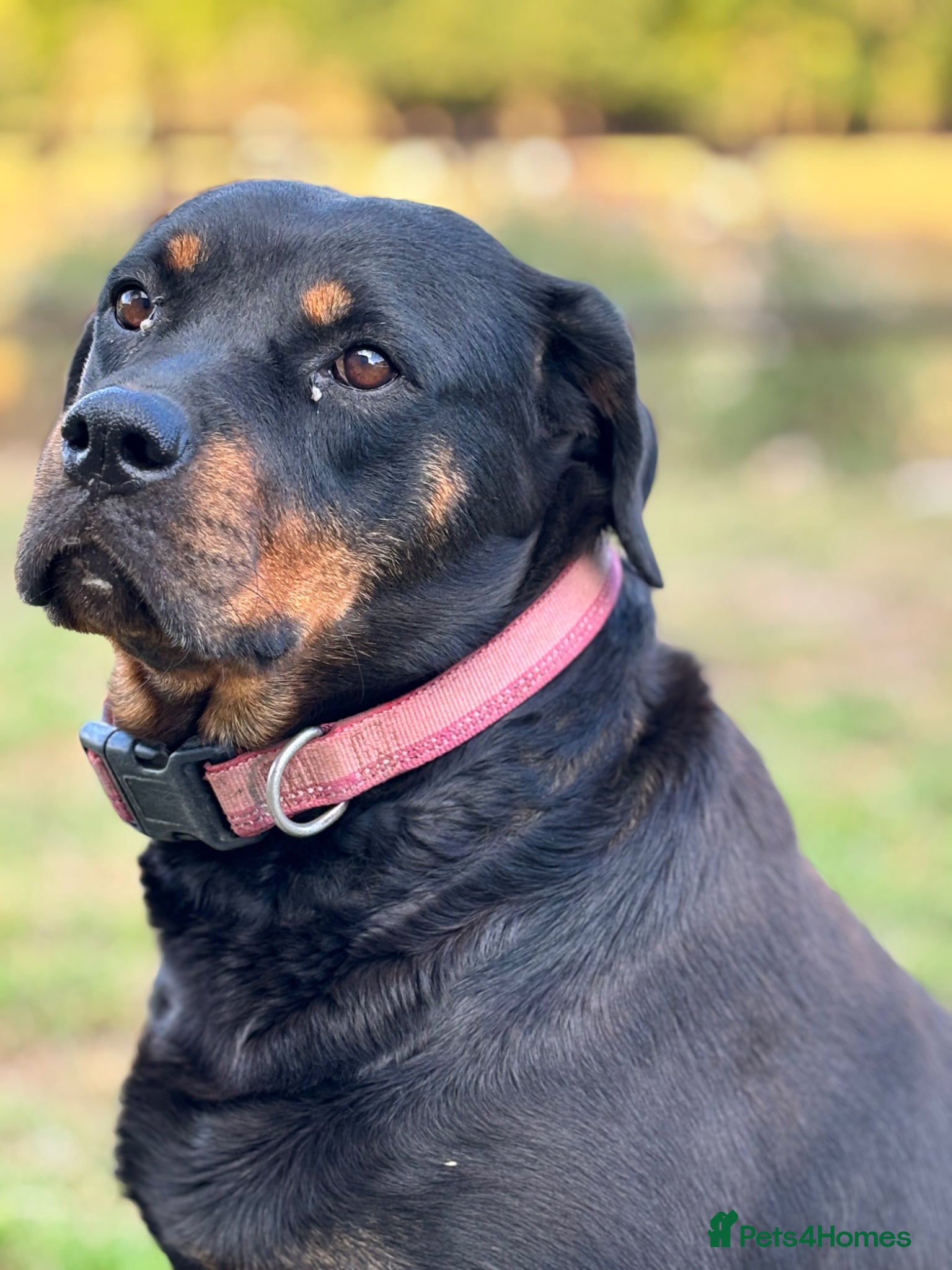 Rottweiler dogs for sale: Gorgeous chunky girl  - Advert 4