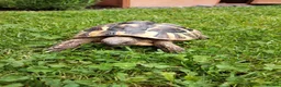 Hermann Tortoise reptiles for sale: Male Hermann's tortoise aged 9 years in Hull - Advert 1