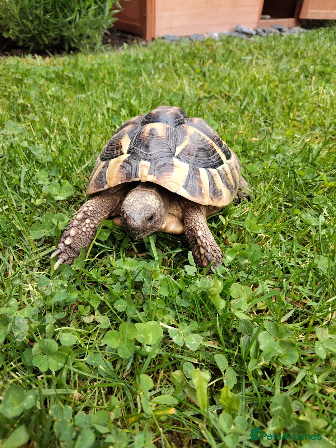 Hermann Tortoise reptiles for sale: Male Hermann's tortoise aged 9 years in Hull - Advert 1
