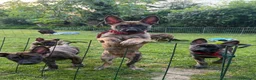 Belgian Shepherd Dog dogs for sale: Dutch Shepherd Puppies - Advert 11