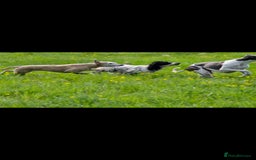 Whippet dogs for sale: Whippet litter - Image 5
