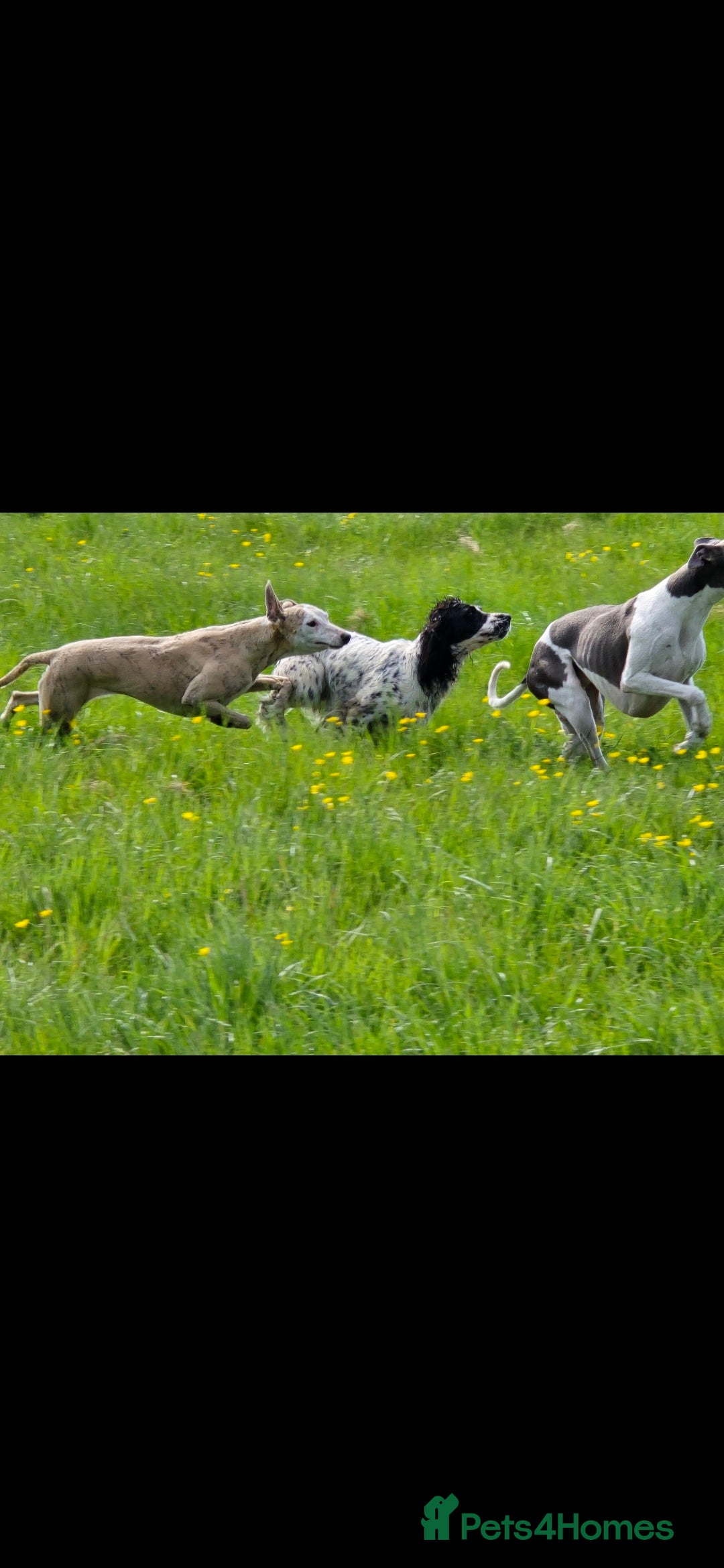 Whippet dogs for sale: Whippet litter - Image 5