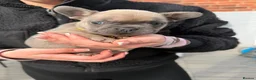 French Bulldog dogs for sale: French Bulldogs  in Oldham - Advert 12