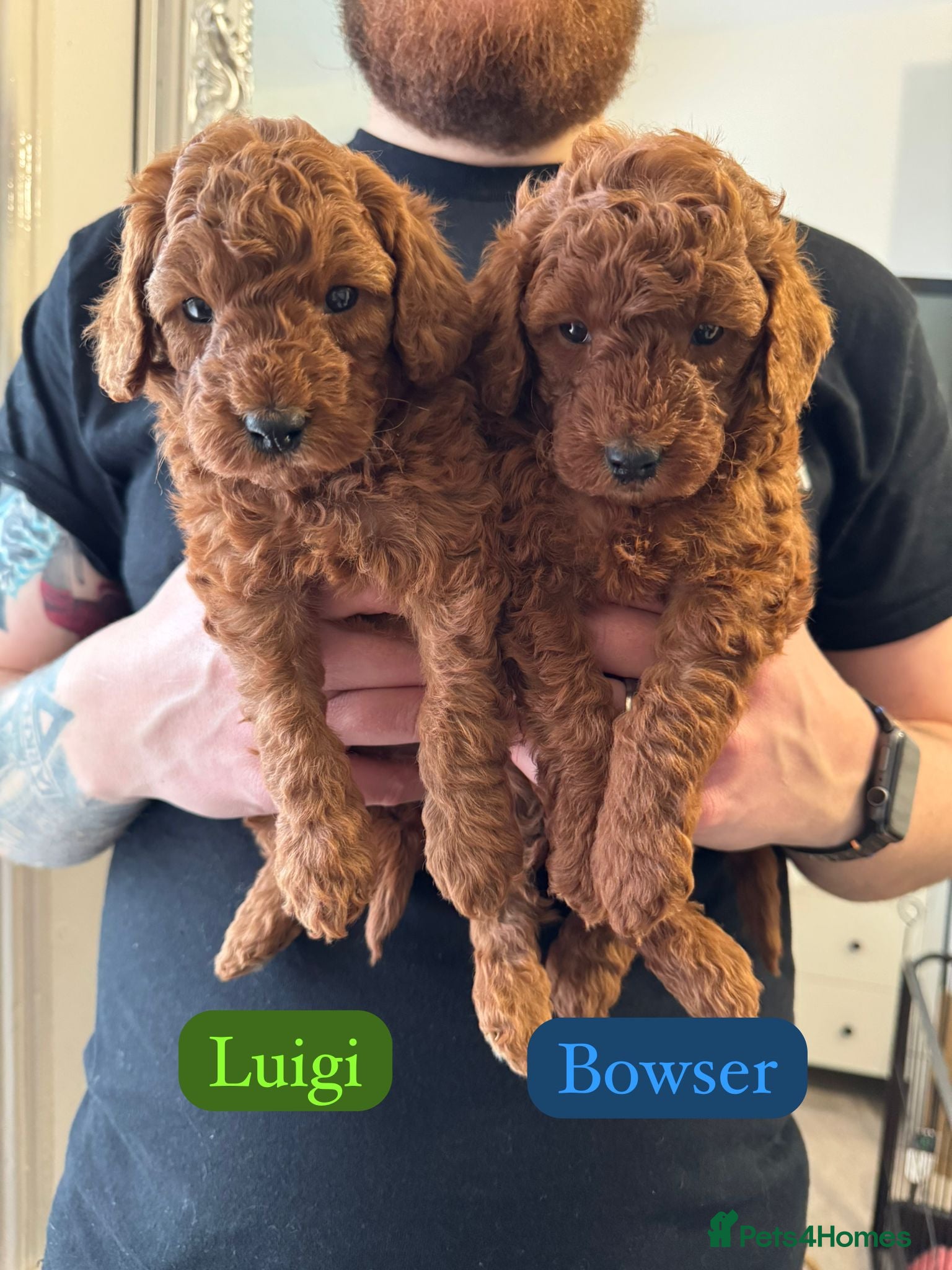 Poochon dogs Fox Red poochon puppys  - Advert 1