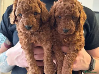 Poochon dogs All puppys have been reserved - Advert 2
