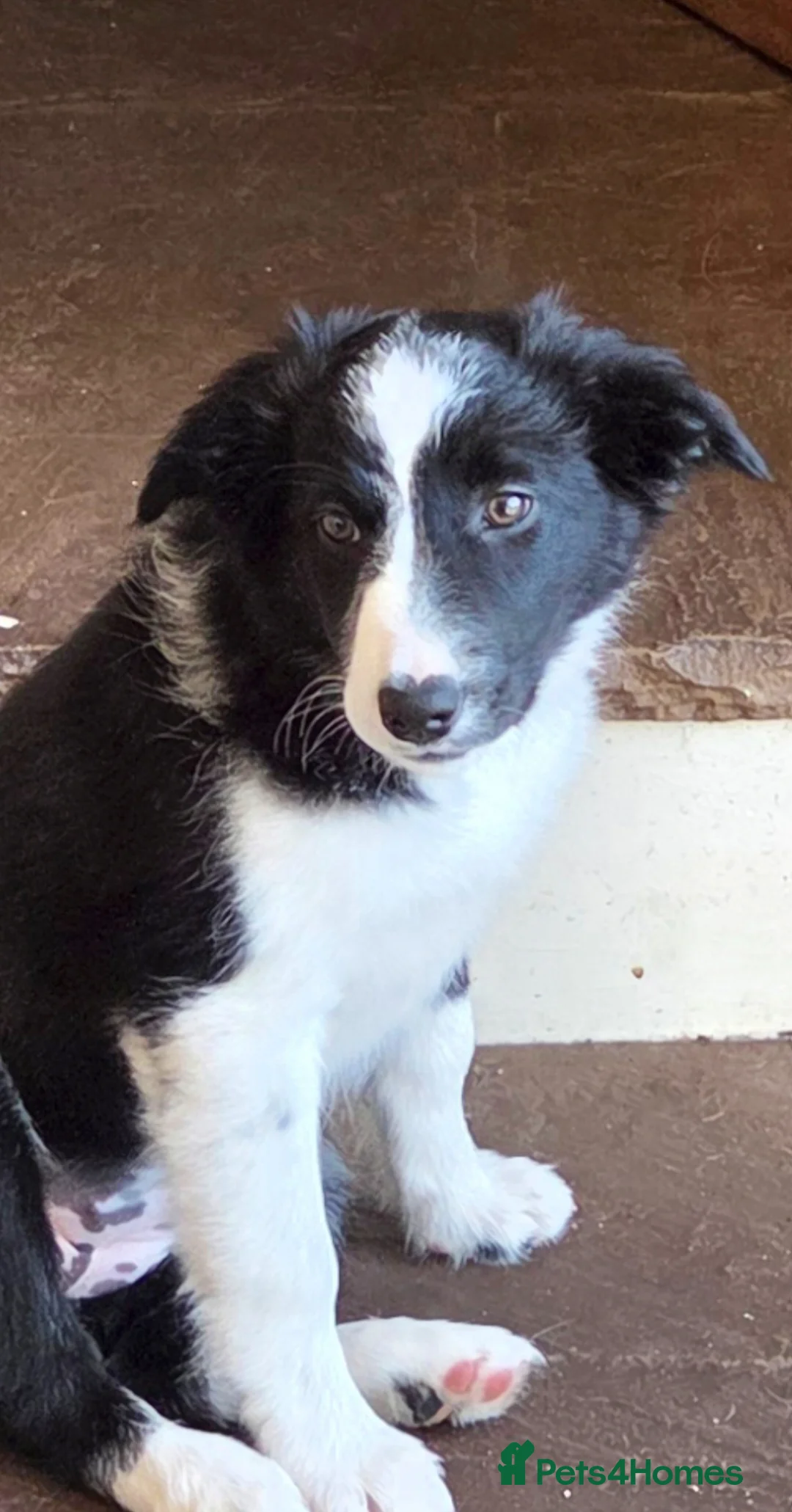 Border Collie dogs for sale: Stunning and Sweet Border Collie Girl - Advert 1