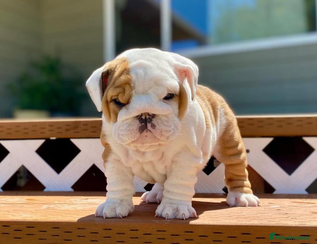 English Bulldog dogs for sale: Purebred English Bulldogs - Image 11