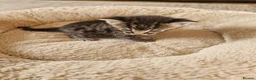 Mixed Breed cats for sale: Beautiful Domestic Shorthair Male Kitten - Advert 13