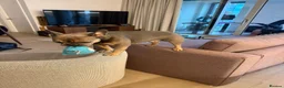 French Bulldog dogs for sale: French Bulldog  - Advert 8