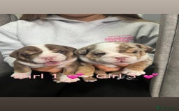 English Bulldog dogs for sale: 🐶 KC Registered English Bulldog Puppies 🐶 - Image 12