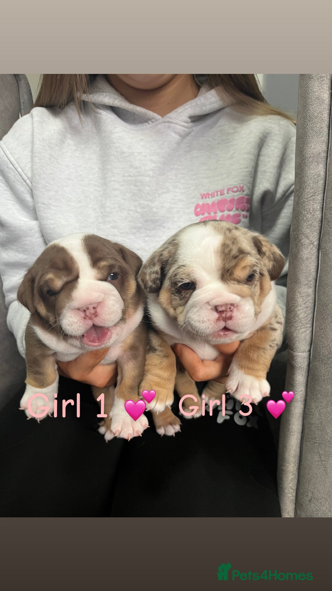 English Bulldog dogs for sale: 🐶 KC Registered English Bulldog Puppies 🐶 - Image 12