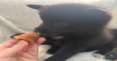 Pomsky dogs LAST POMSKY PUPPY- £850 ONO  - Advert 4