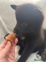 Pomsky dogs LAST POMSKY PUPPY- £850 ONO - Advert 4