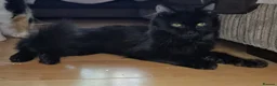 Mixed Breed cats for adoption: Fluffy black male rescue kitten needs a home - Advert 3