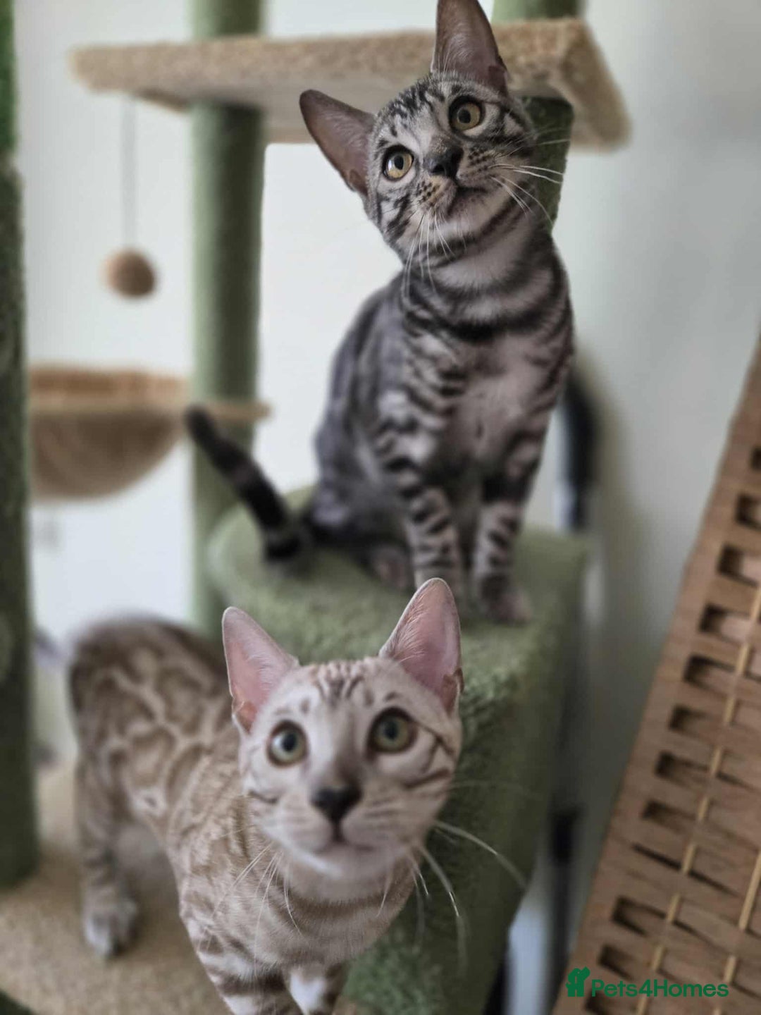 Bengal cats for sale: TICA REG 💕 2 Beautiful bengal boys  - Image 19