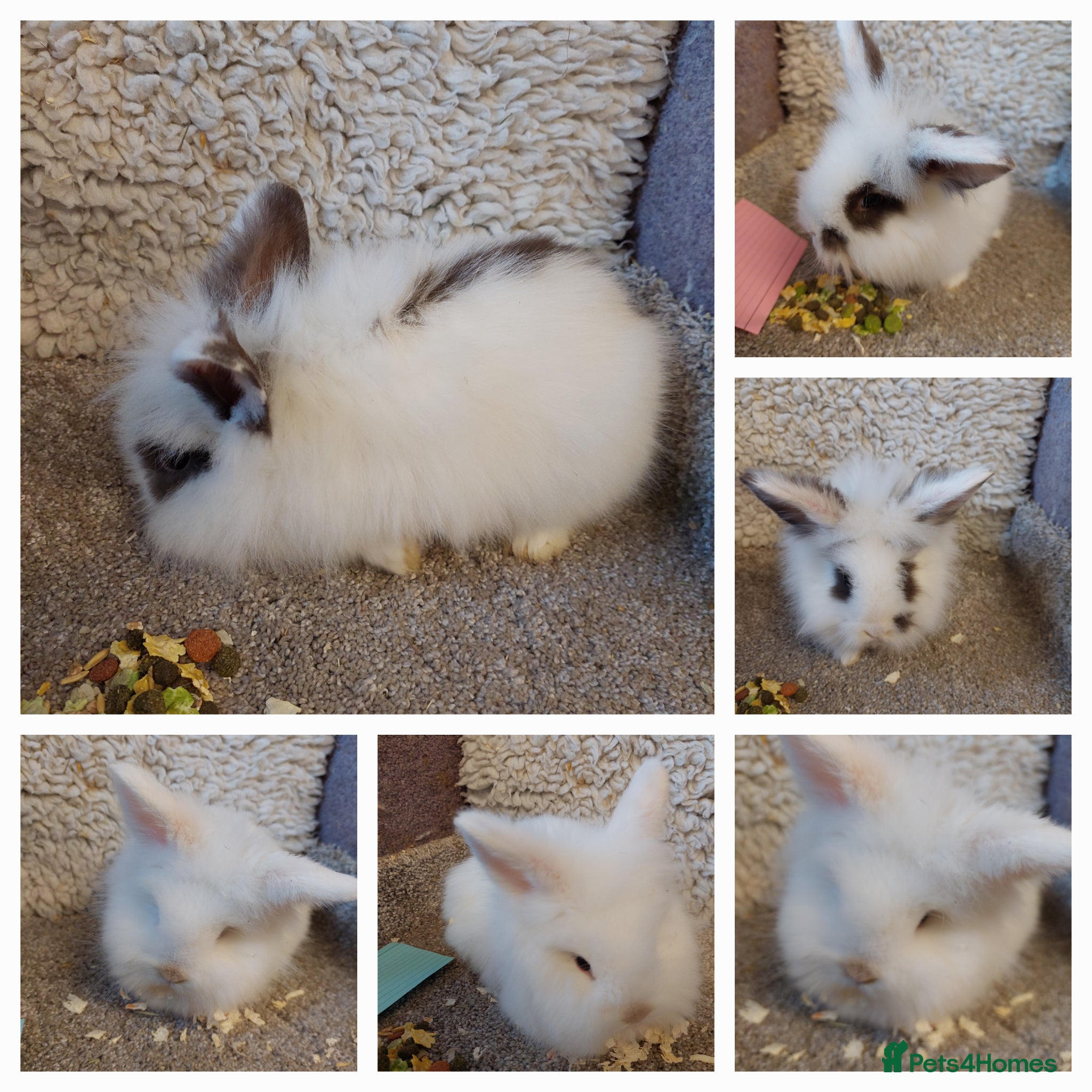 Lionhead rabbits  3 left Lionhead babys  - Advert 5