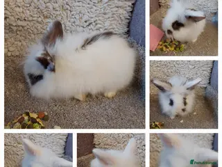 Lionhead rabbits 3 left Lionhead babys - Advert 13