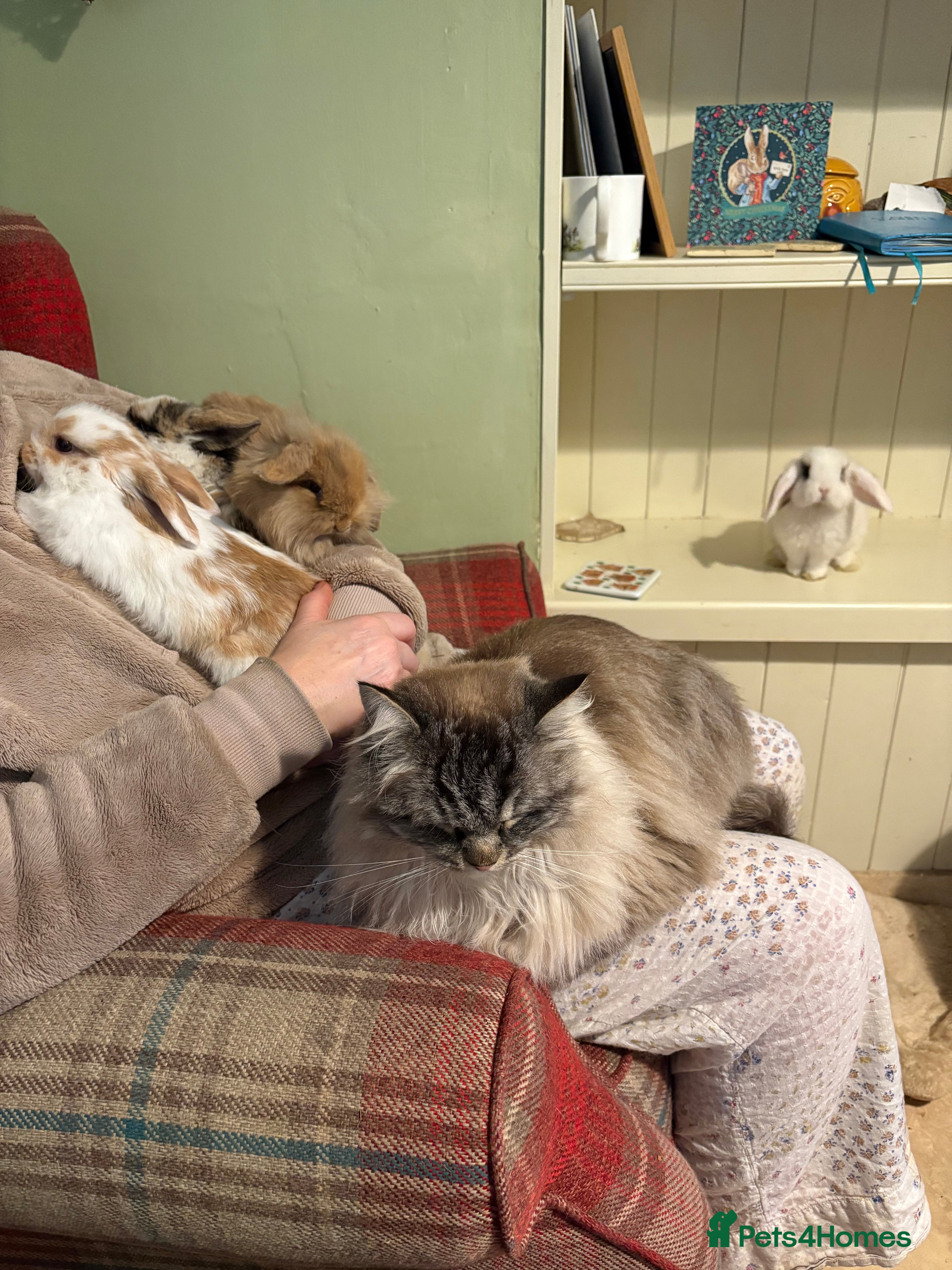 Mini Lop rabbits Vaccinated/raised indoors, mini lops and lion lop  - Advert 8