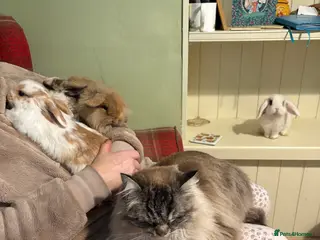 Mini Lop rabbits Vaccinated/raised indoors, mini lops and lion lop - Advert 8