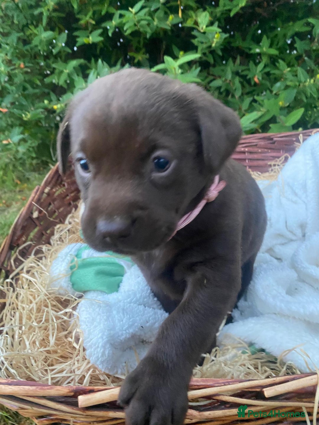 Labrador Retriever dogs for sale: 6 Adorable Chocolate Labs for Sale - Image 12