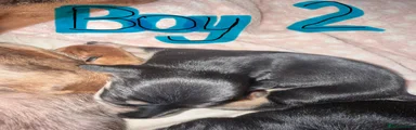 Miniature Dachshund 2
