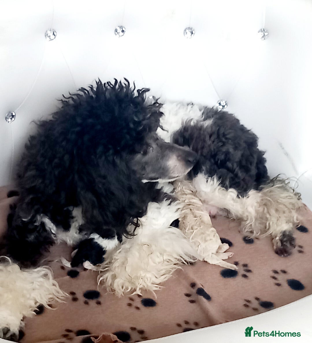 Toy Poodle dogs for sale: **1 PARTI BOY AVAILABLE**READY 21st DECEMBER** - Advert 32