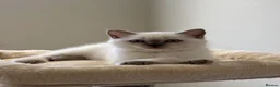 British Shorthair cats for sale: British shorthair colourpoint kittens - Advert 15