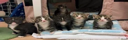Ragdoll cats for sale: Beautiful Ragdoll cross kittens  - Advert 1