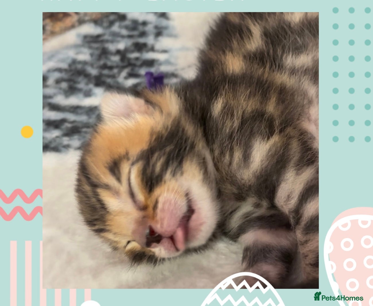 Bengal cats Adorable TICA registered Bengal Kittens - Advert 1