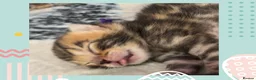 Bengal cats for sale: Adorable TICA registered Bengal Kittens - Advert 6