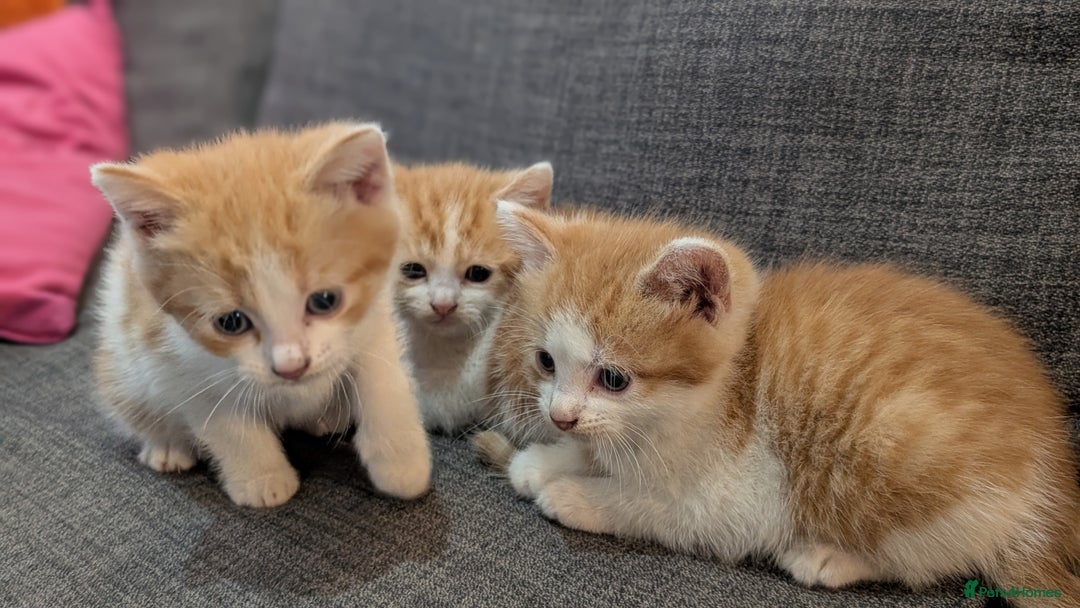 Mixed Breed cats for sale: Kitten for sale , ready to go asap  - Image 6