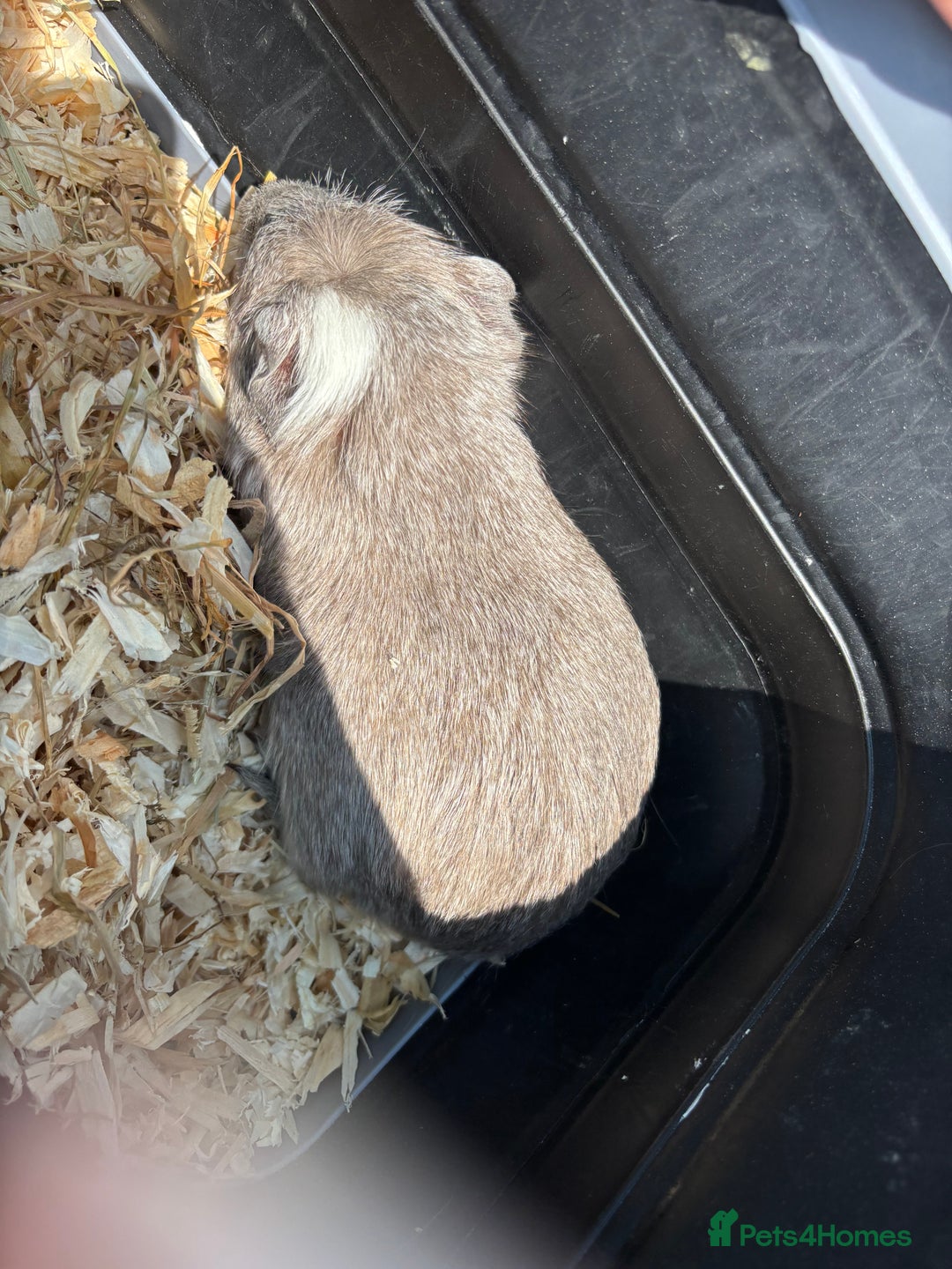 Guinea Pig rodents for sale: Male guinea pig looking for a forever home - Image 2