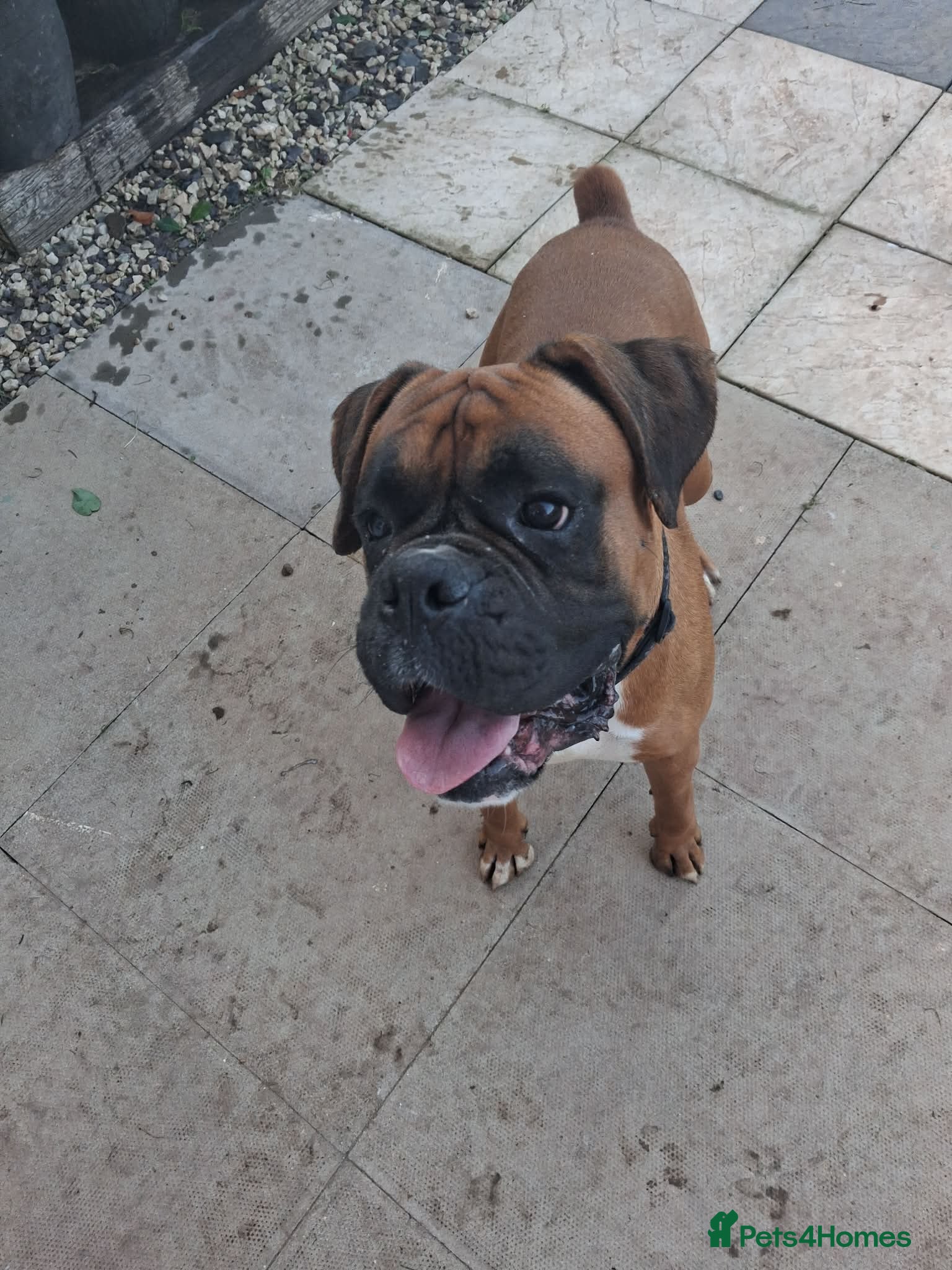 Boxer dogs 2 year old boxer  - Advert 7