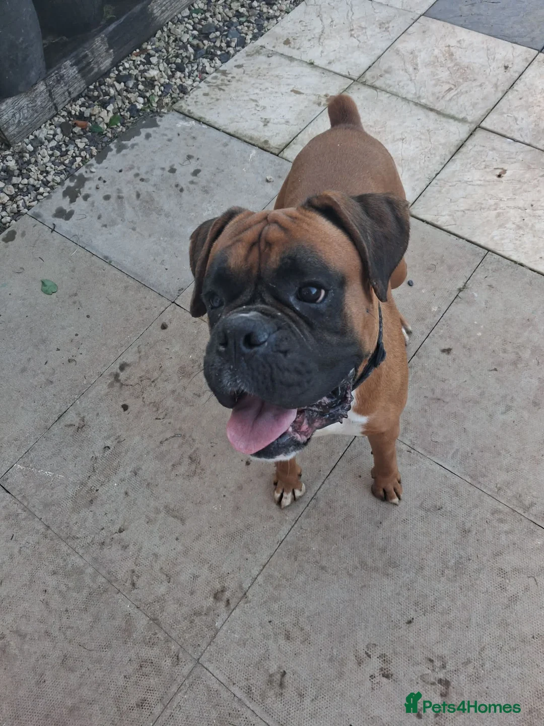 Boxer dogs for sale: 2 year old boxer  in Gloucester - Advert 1
