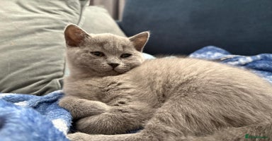 British Shorthair cats - Advert 8