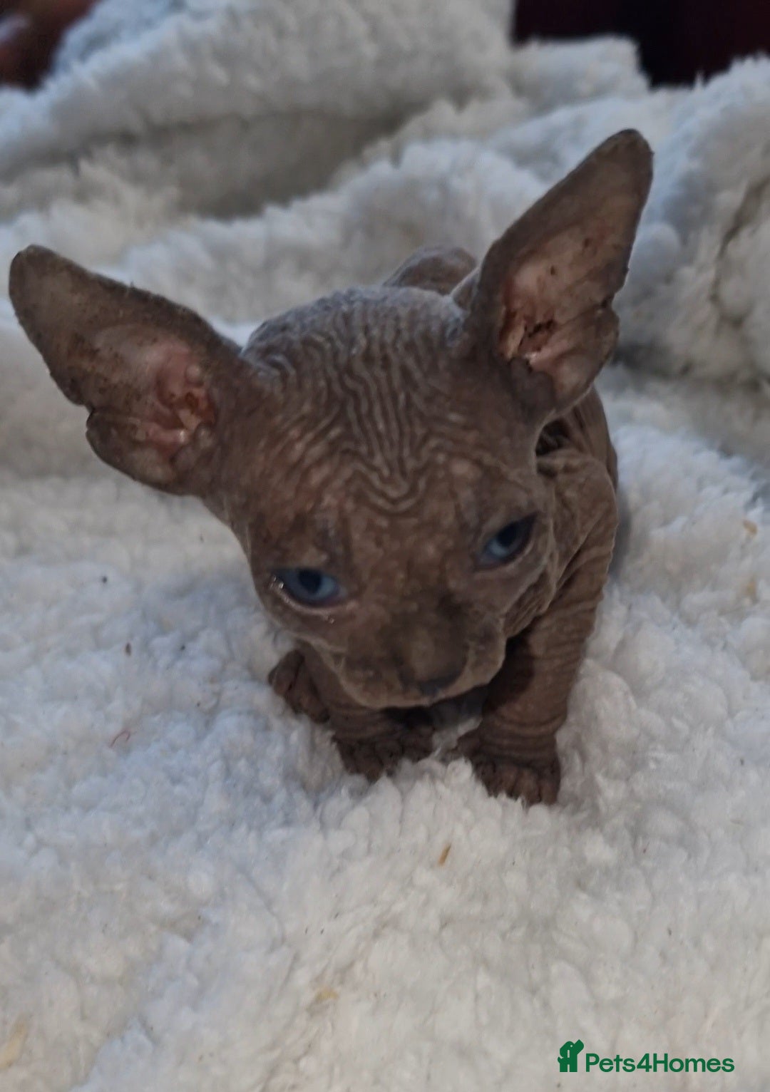 Sphynx cats for sale: Beautiful Canadian Sphynx kittens purebreed  - Image 28
