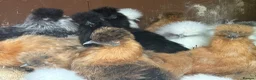 Chickens poultry for sale: Silkie hens mixed colours kings Lynn area  - Advert 3