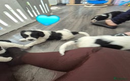 Cockalier dogs for sale: Cavalier king Charles spaniel x cocker spaniel  - Image 17