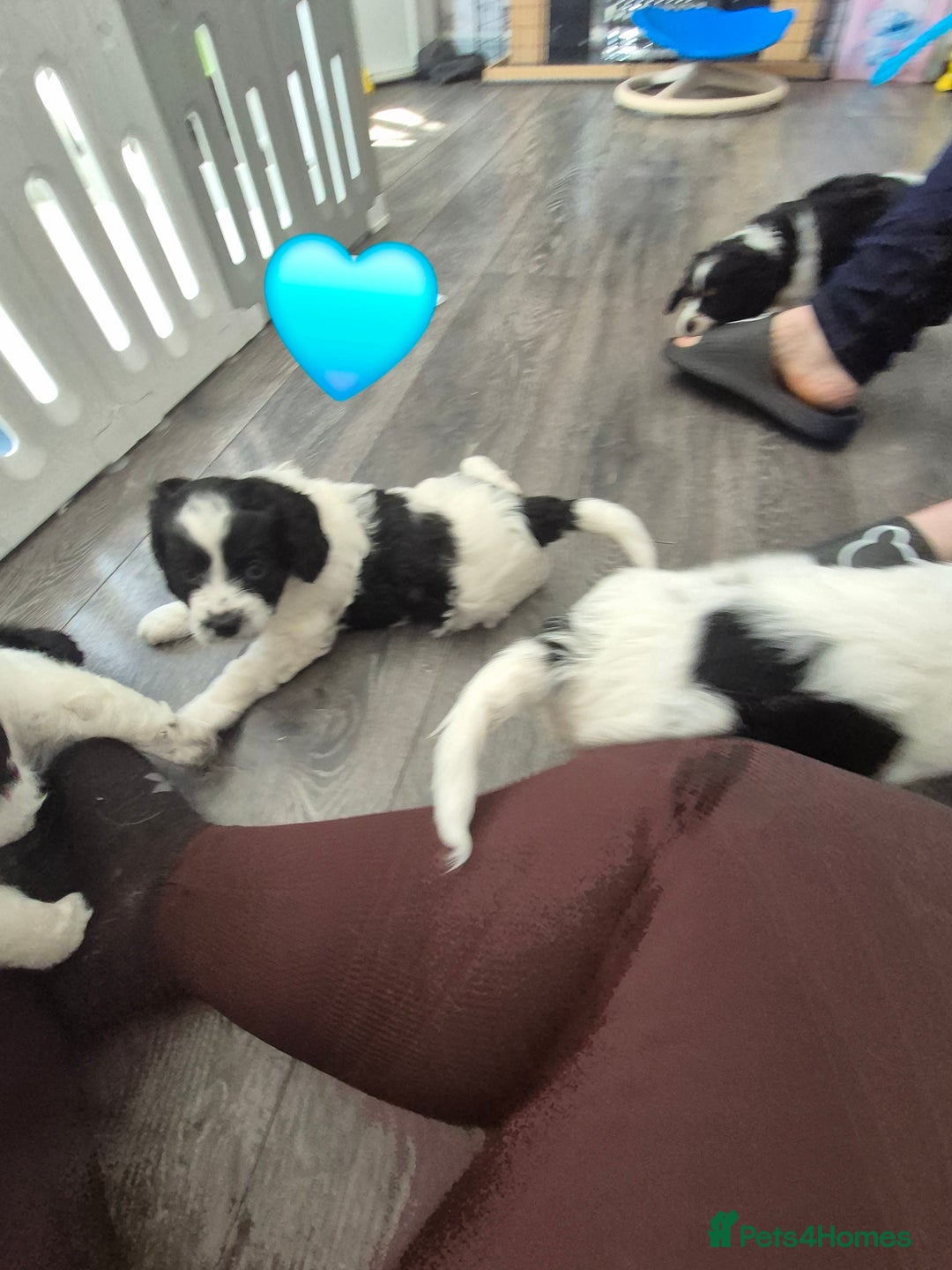 Cockalier dogs for sale: Cavalier king Charles spaniel x cocker spaniel  - Image 17