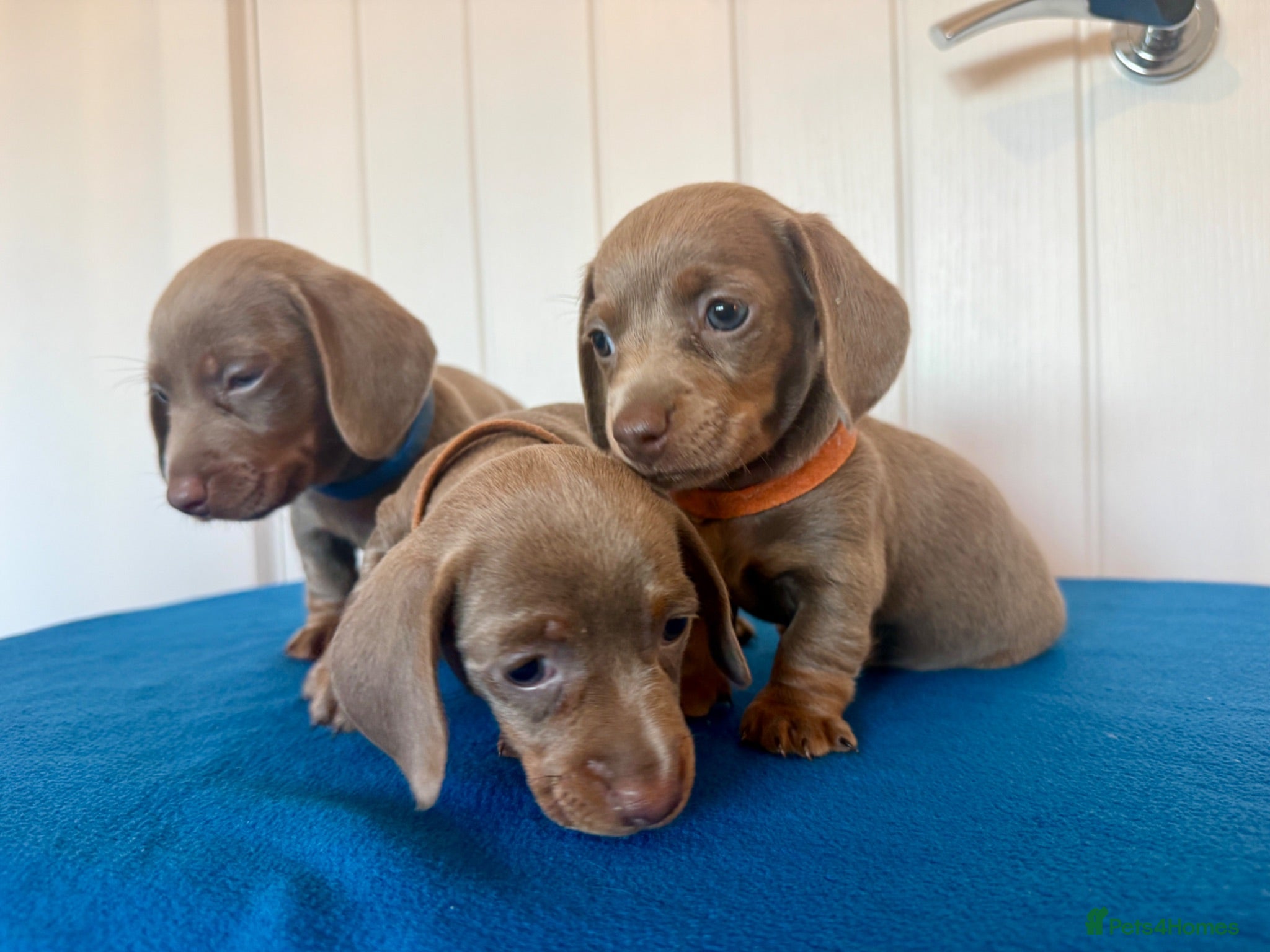 Miniature Dachshund dogs Miniature Dachshund  - Advert 4