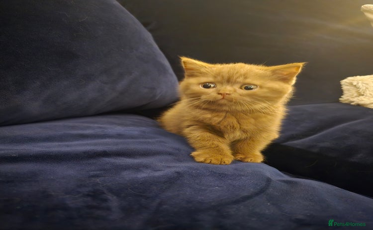 British Shorthair cats - Advert 3