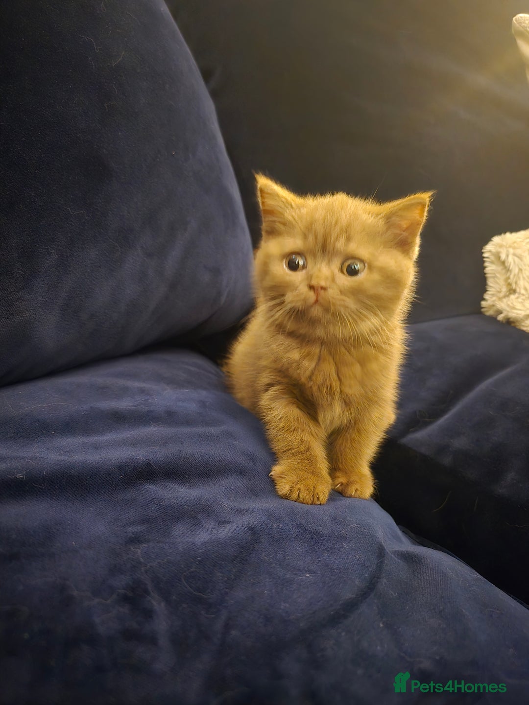 British Shorthair cats for sale: 🤎gccf redgistered British Shorthair Kittens🤎 - Image 1