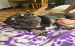 Mixed Breed dogs for sale: Re homing my dogs - Image 3