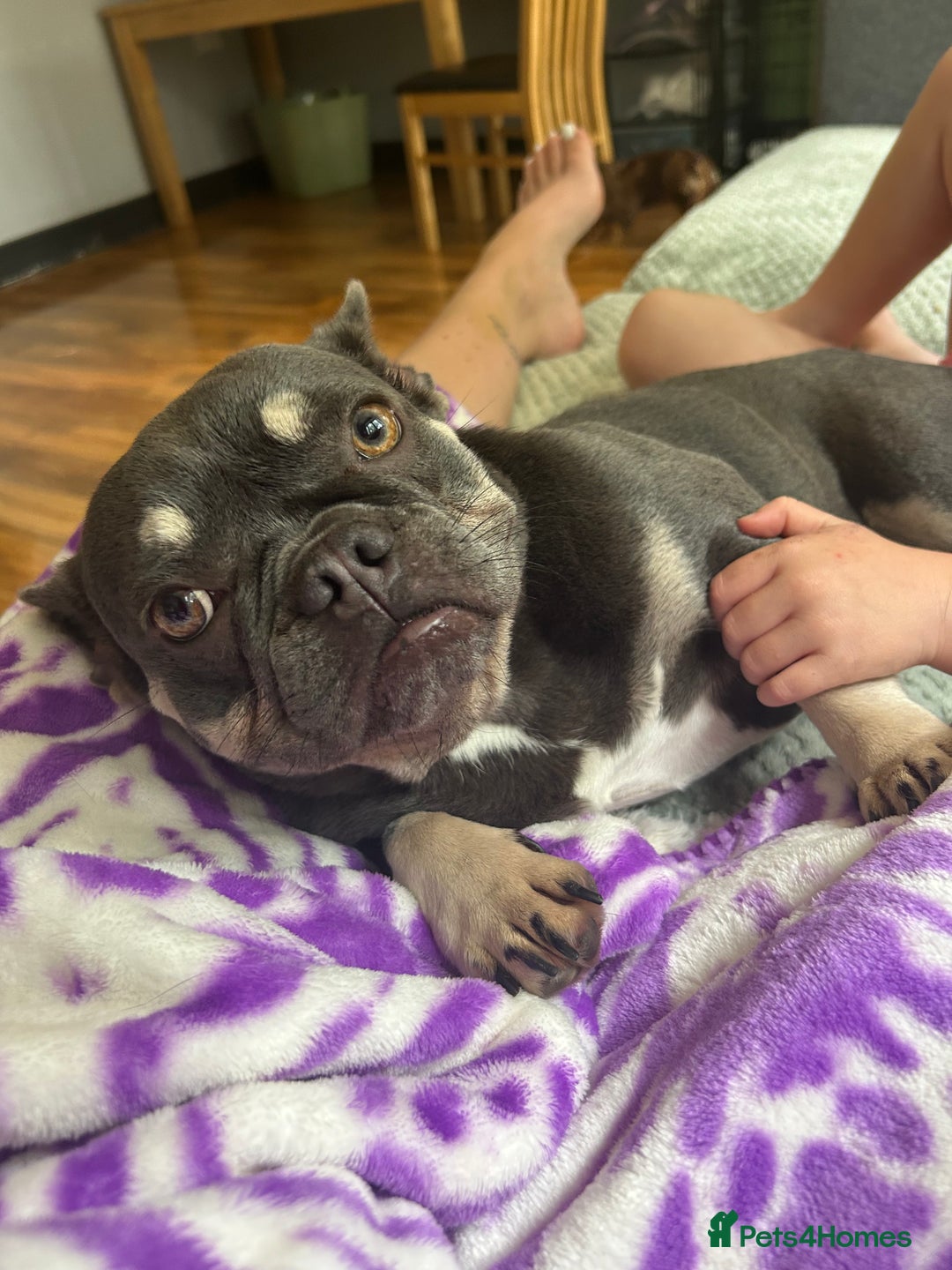 Mixed Breed dogs for sale: Re homing my dogs - Image 3