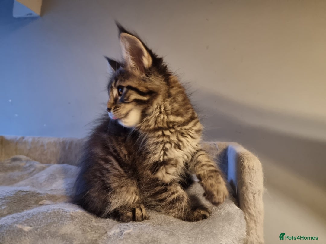 Maine Coon cats for sale: TICA REG.  Amazing kittens  - Image 5